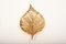 Vintage Italian Brass Model Golden Leaf Sconce from Tommaso Barbi 1