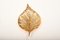 Vintage Italian Brass Model Golden Leaf Sconce from Tommaso Barbi, Image 1