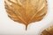 Vintage Italian Brass Model Golden Leaf Sconce from Tommaso Barbi 11