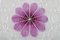 Antiker Meissener Teller mit floralen Motiven und violetter Dekoration, 19. Jh 2