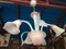 Lámpara de araña veneciana de Vetri Lamp, 1999, Imagen 21