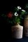 Tall Pine Alberi Vase by Gumdesign for Hands on Design, Image 4