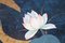 Credenza in stile orientale con fiori di loto e uccelli, anni '70, Immagine 10