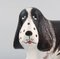 Basset Hound in Glazed Ceramic by Lisa Larson for K-Studion & Gustavsberg 5