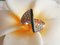 18 Karat Gelb- oder Orangefarbene Saphire und Onyx Diamant in Goldring 12