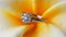 Ring in Weißgold 750 18 Karat mit Diamanten 6