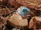 Bague Gold Sapphire en Tecka Verte Naturelle et Diamants Réels 9