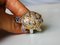 Schildkröten Ring aus 925/1000 Silber mit Diamanten und bunten Saphiren 7
