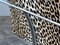 Silla tubular italiana con estampado de leopardo de Saporiti Italia, años 60, Imagen 2