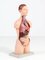Torso anatomico Mid-Century moderno di Marcus Sommer per Somso, Germania, anni '80, Immagine 5