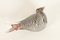 Uccellino piccolo in vetro di Murano, anni '50, Immagine 6