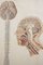 Poster scolastico anatomico vintage, Immagine 5