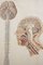 Vintage Anatomische Schulposter 5