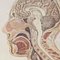 Poster scolastico anatomico vintage, Immagine 2