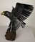 Sculpture Eagle par J. van den Heuvel 3