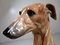 Large Italian Terracotta Greyhound Sculpture, 1960s 20