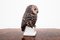 Owl Figurine from Bing & Grondahl, 1970s, Image 2