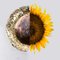 Sunflower Bowl from Dal Furlo, Imagen 3