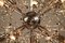 Große Chrom Dandelion Sputnik Kugel Hängelampe von Gaetano Sciolari, 1960er 11