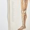 Tableau Anatomique Vintage par Dr te Neues 3