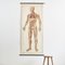 Tableau Anatomique Vintage par Dr te Neues 4