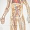 Anatomisches Vintage Poster von Dr te Neues 2