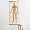 Tableau Anatomique Vintage par Dr te Neues 1