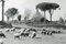 Rome Via Appia, 1954 2