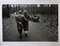 Promenade dans le Parc, Allemagne, 1950s 1