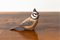 Dänischer Vogel aus Porzellan von Royal Copenhagen, 1960er 1