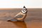 Danish Porcelain Bird from Royal Copenhagen, 1960s, Image 1