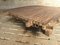 19th Century Camel Coffee Table 5