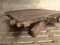 19th Century Camel Coffee Table 6