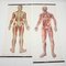 Mid-Century German Anatomical Charts from Deutsches Hygiene Museum, 1950s, Set of 2 5