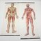 Mid-Century German Anatomical Charts from Deutsches Hygiene Museum, 1950s, Set of 2, Image 5