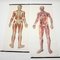 Mid-Century German Anatomical Charts from Deutsches Hygiene Museum, 1950s, Set of 2 6