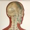 Mid-Century German Anatomical Charts from Deutsches Hygiene Museum, 1950s, Set of 2 12