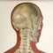 Mid-Century German Anatomical Charts from Deutsches Hygiene Museum, 1950s, Set of 2, Image 12