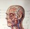 Chartes Anatomiques Mid-Century de Deutsches Hygiene Museum, Allemagne, 1950s, Set de 2 8