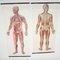 Mid-Century German Anatomical Charts from Deutsches Hygiene Museum, 1950s, Set of 2, Image 4