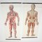 Mid-Century German Anatomical Charts from Deutsches Hygiene Museum, 1950s, Set of 2 1