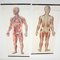 Mid-Century German Anatomical Charts from Deutsches Hygiene Museum, 1950s, Set of 2, Image 1