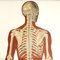 Mid-Century German Anatomical Charts from Deutsches Hygiene Museum, 1950s, Set of 2, Image 11