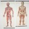Mid-Century German Anatomical Charts from Deutsches Hygiene Museum, 1950s, Set of 2, Image 3