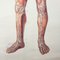 Mid-Century German Anatomical Charts from Deutsches Hygiene Museum, 1950s, Set of 2, Image 10