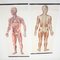 Chartes Anatomiques Mid-Century de Deutsches Hygiene Museum, Allemagne, 1950s, Set de 2 2