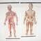 Mid-Century German Anatomical Charts from Deutsches Hygiene Museum, 1950s, Set of 2 2