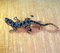 Antique Sapphire Lizard Brooch 2