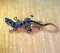 Antique Sapphire Lizard Brooch, Image 2