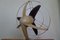 Streamline Sand Colored Model Libelle Fan from from Schoeller & Co., 1950s, Image 9